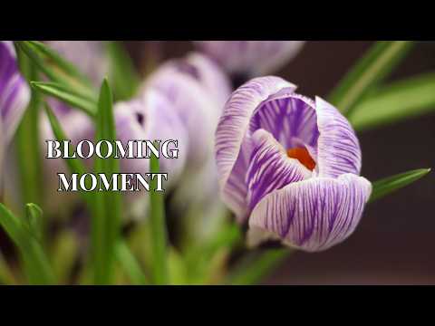 Blooming Flowers Timelapse | Relaxing Close-Up Nature 4K