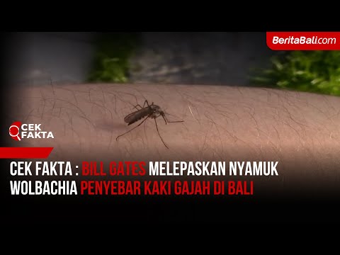 [Cek Fakta] Bill Gates Melepaskan Nyamuk Wolbachia Penyebar Kaki Gajah di Bali