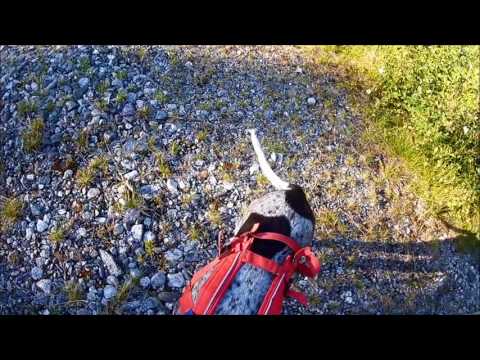 2017 07 18 Vinna Lupinvägen