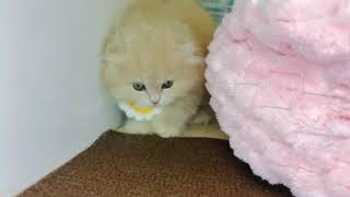 スコティッシュフォールドの動画01