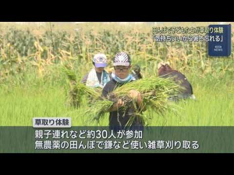 YouTube Video 「冷たくて気持ちいい」子どもたちが夏の田んぼで草取りを体験　静岡・藤枝市