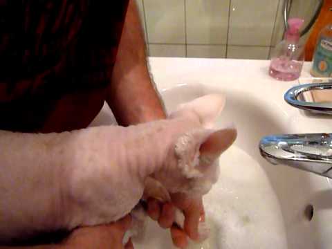 comment nettoyer un chat qui n'aime pas l'eau