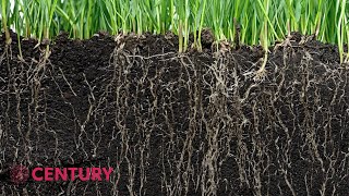 Plant Roots: Absorbing Water & Minerals | Biology