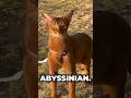 Abyssinian Cats: The Feline Indiana Jones! 🐱🐾 #cats #meow #catslivesmatter