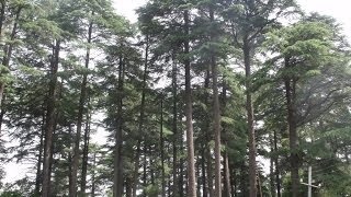 preview picture of video 'Patnitop - Best Hill Station Of Jammu HD Video'