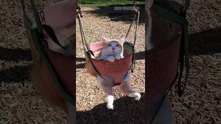 Funny animals 2023😆 - Funniest Cats and Dogs Video🐕🐈342 #shorts