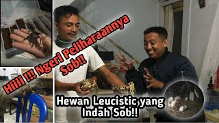 Download lagu HOBI UNIK BRIPTU LEXIAN - GG CHANNEL mp3