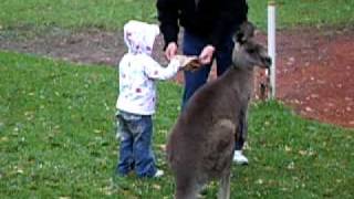 Raven w Kangaroo Sydney 2008