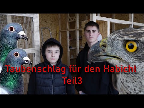 We are building a new dovecote for the hawk (Part 3/5)