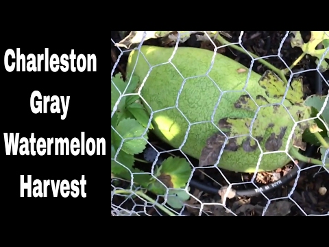 download lagu mp3 mp4 Bush Charleston Gray Watermelon, download lagu Bush Charleston Gray Watermelon gratis, unduh video klip Bush Charleston Gray Watermelon
