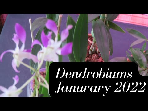 Dendrobium Orchid Update Update for January 2022 on my dendrobium orchids