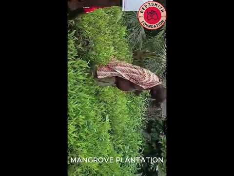Save Keta Mangroves: Eco-Jobs for Ghana