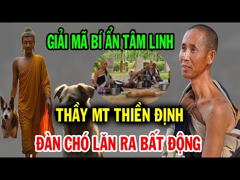 Giải mã bí ẩn, Thầy Minh Tuệ ngồi thiền định, đàn chó nằm chấn động, không lẽ Ngài đã đến