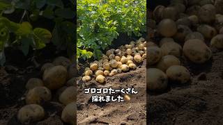 じゃがいもたくさんで消費に困っちゃうくらい🥔　#cat #かわいい #猫のいる暮らし #ねこ #ネコ #cute #猫動画 #もんちゃん #猫のいる生活