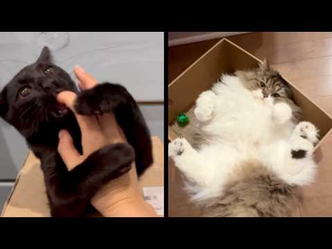 Funny Animal Voiceovers - Ep. 2