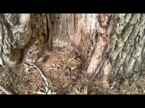Tree Getting Hollowed Out by Carpenter Ants in Manalapan, NJ