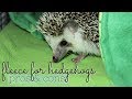 Fleece for Hedgehogs: Pros & Cons