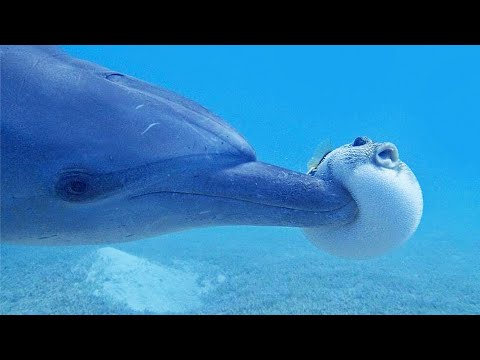 Try Not to Laugh - Hilarious Seal and Dolphin Compilation