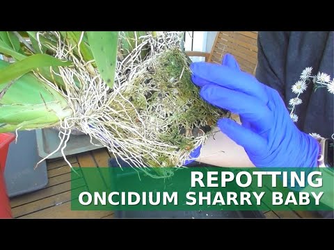 Repotting Oncidium Sharry Baby