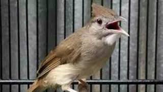 Download lagu jeda 5 detik backsound gemericik air kapas tembak ngebreeennn super jernih mp3 Download lagu jeda 5 detik backsound gemericik air kapas tembak ngebreeennn super jernih mp3