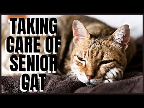 Taking Care of Senior Cat - Avoid This One Thing