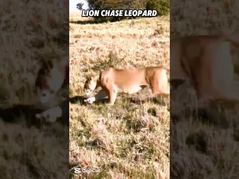 Lion Vs leopard #trending #animals #leopard #lion #wildlife #climbing #shorts #short