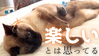 本当に元野良？野生を忘れて適当に遊ぶ保護猫＆かっこよすぎる北欧猫【シャム猫/シャムミックス＆ノルウェージャンフォレストキャット】#cat #japanesecat