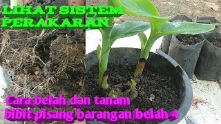 Download lagu Banana Barangan || How to separate seeds and plant split bananas 4 mp3