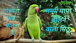 Mithu teaching talking 😘 indian ringneck parrot natural sound 🥳 mummy bolne wala mittu