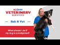 Dog Constipation Signs Remedies And When To See A Vet DogConstipation PetSmartVet PetCare