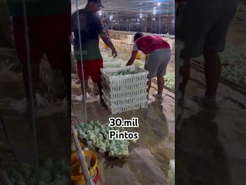 Indianópolis Paraná ….