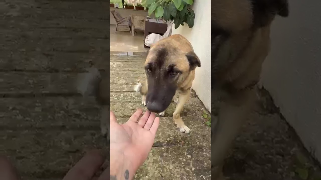 Genoa video