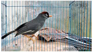 Download lagu Masteran Andalan _Variasi Mewah Poksay Mandarin Gacor, Cocok Buat Pancingan& pikat mp3