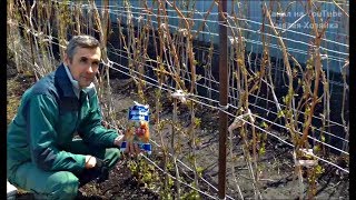 Чем и когда подкармливать малину весной