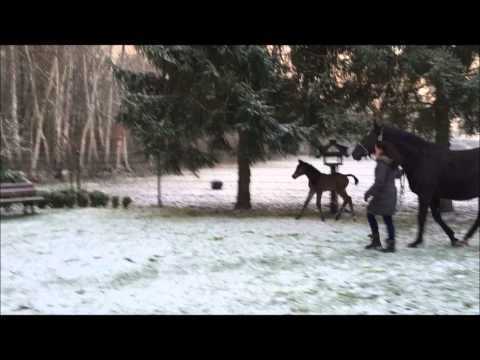 SIR DONNERHALL - ROHDIAMANT - PIK BUBE I, Stutfohlen 2015