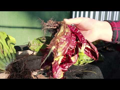 download lagu mp3 mp4 Radicchio Treviso Precoce, download lagu Radicchio Treviso Precoce gratis, unduh video klip Radicchio Treviso Precoce