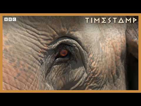 India’s Ancient Secret Weapon | BBC Timestamp