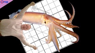 A Harmless Squid Game