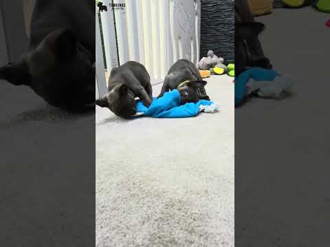 Video 6