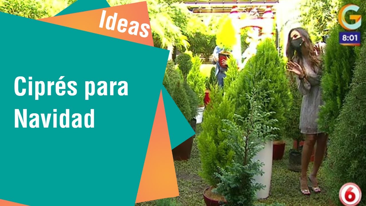 Watch Ciprés de todos los tamaños y formas para Navidad | Ideas Now Ciprés de todos los tamaños y formas para Navidad | Ideas