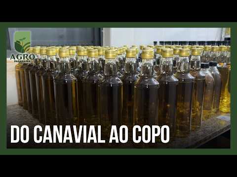 Do canavial ao copo: a cachaça de Monte Alegre de Minas