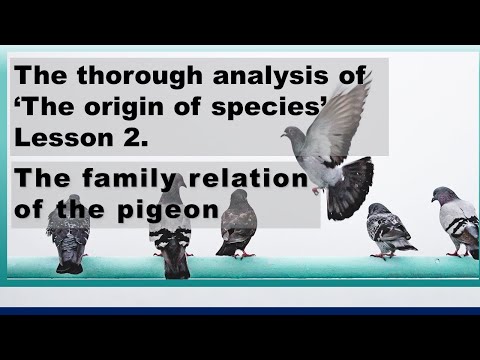 , title : 'Lesson 2. : The family relation of the pigeon(The origin of species/Darwin/Creation/Evolution)'