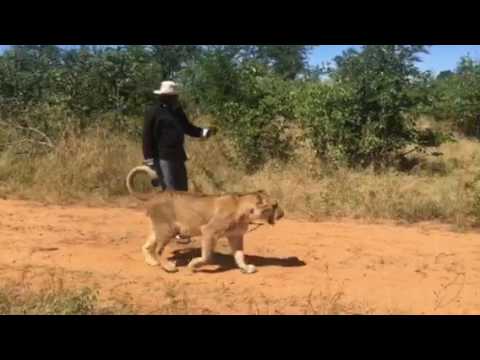 DIVINE RAGS GUY WALKS WITH LIONS