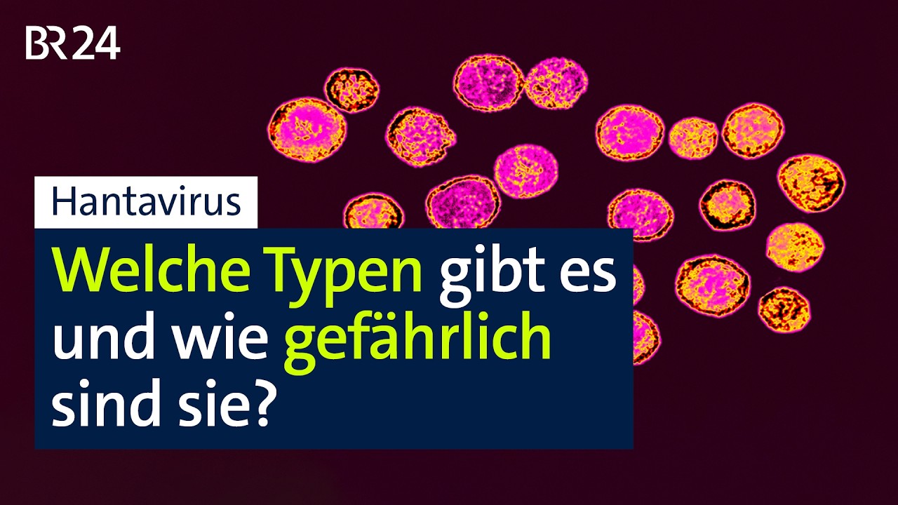 Hantavirus: Welche Typen gibt es und welche sind gefährlich? | BR24