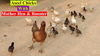 Aseel Chicks with Hen | Aseel Murga with Chicks | Birds and Animals Planet