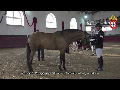 221022 1 Merlin do Termal -  Aprovação de Garanhões