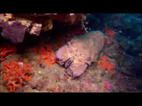 Scyllarus arctus
