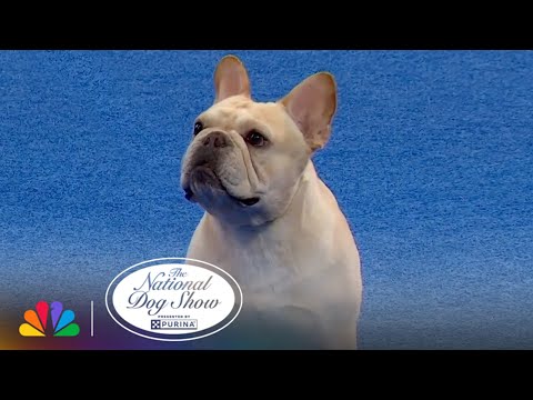 Meet Finn the Frenchie | 2024 National Dog Show Presented by Purina | NBC