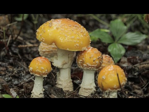 How to Detoxify and Cook Amanita Muscaria