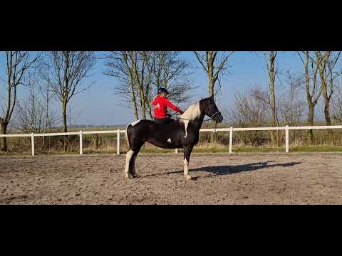 Stal Okkema's Jenna - Mare - 2008